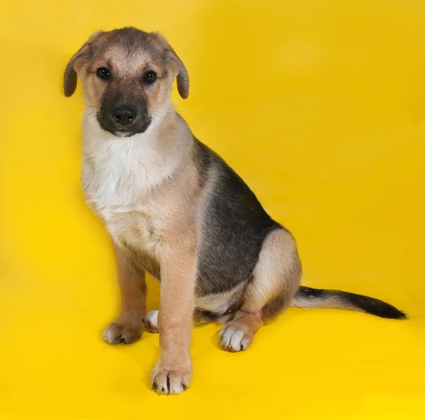 Желтый с черной маркировкой щенок сидит на желтой — стоковое фото