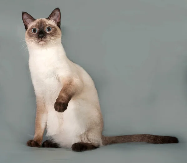 Thaise kat met blauwe ogen, zittend op een grijze achtergrond — Stockfoto