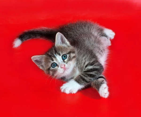 Small fluffy tabby kitten lies on red — Stock Photo, Image