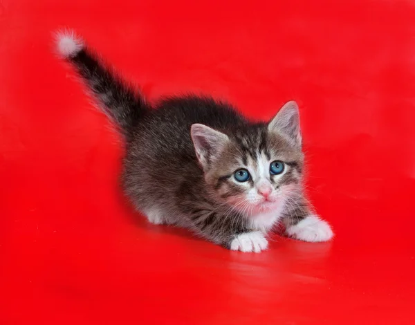 Kleines flauschiges gestromtes Kätzchen liegt auf rot — Stockfoto