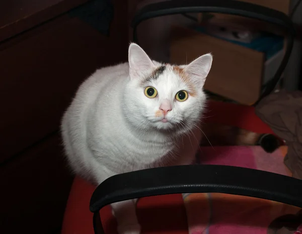 Witte kat zoek van duisternis — Stockfoto
