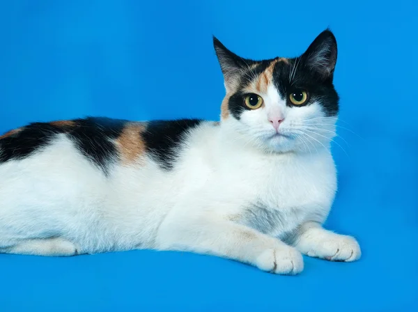 White cat with mottled spots lies on blue — Stock Photo, Image