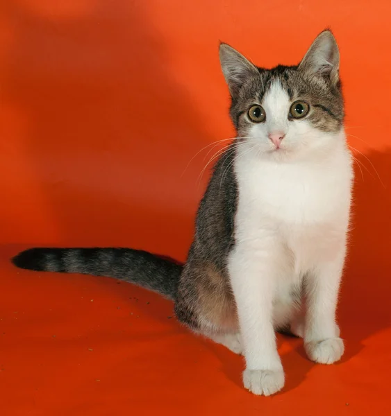 Gestreiftes Kätzchen sitzt auf orange — Stockfoto