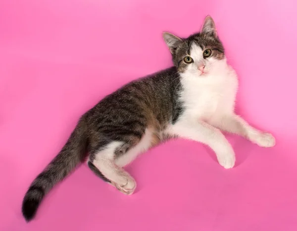 ピンク ストライプ子猫嘘 — ストック写真