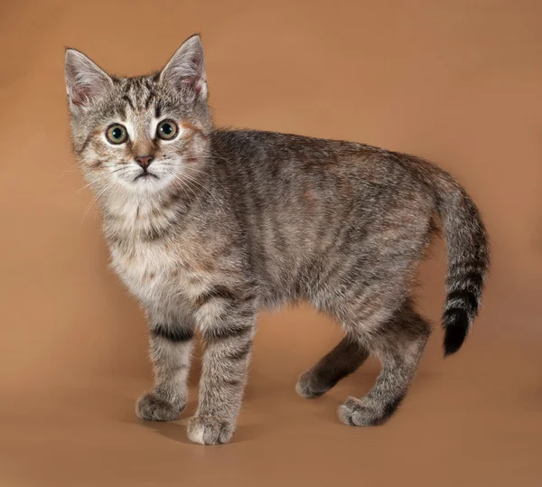 Tricolor kitten standing on brown — Stock Photo, Image