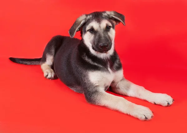 Sarı, siyah işaretler köpek yavrusu kırmızı üzerinde yalan — Stok fotoğraf