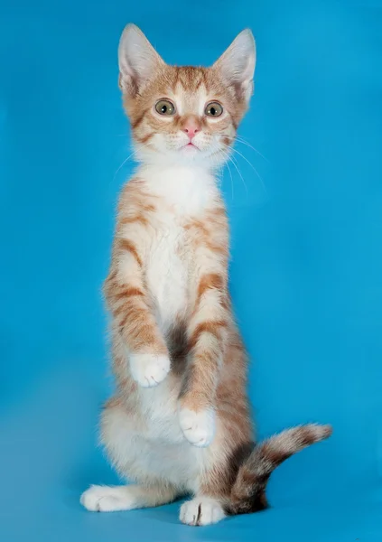 Red and white kitten standing on hind legs on blue — Stock Photo, Image