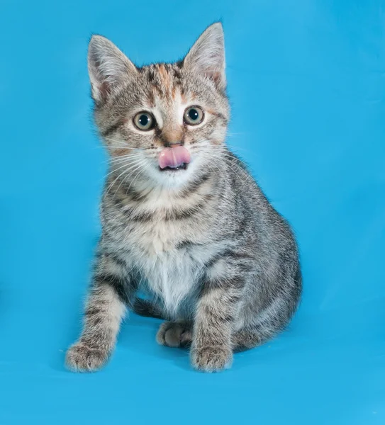 Tricolor kitten vergadering en likte op blauw — Stockfoto