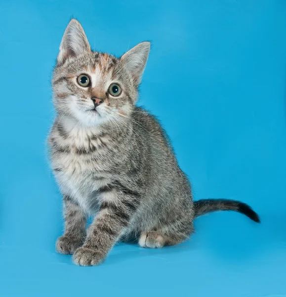 Tricolor kitten zittend op blauw — Stockfoto