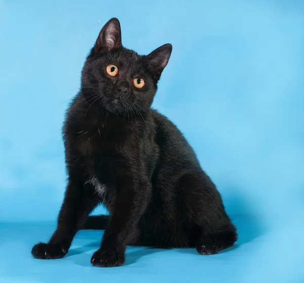 Black cat with orange eyes sitting on blue — Stock Photo, Image