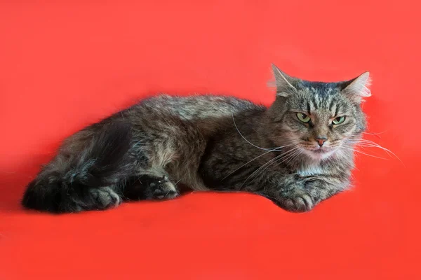 Fluffy tabby cat lying on red — Stock Photo, Image