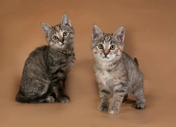 两个三色条纹的小猫站在布朗 — 图库照片