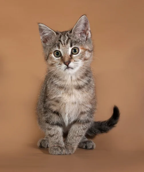 Tricolor gatito se encuentra en marrón —  Fotos de Stock