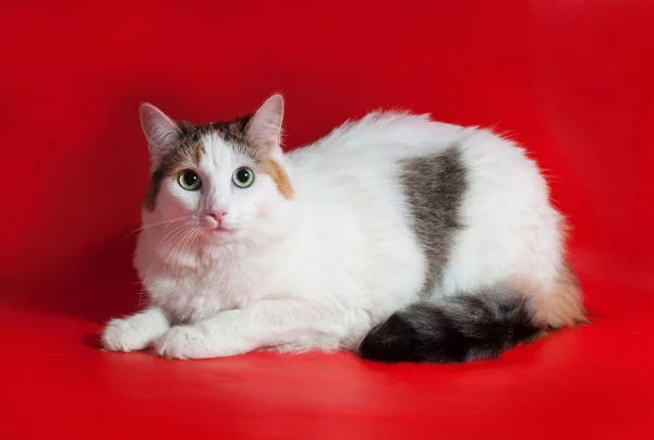 Grueso gato blanco con cola colorida sentado en rojo —  Fotos de Stock