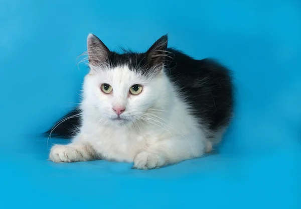 Fluffy gato blanco con manchas negras se encuentra en azul — Foto de Stock