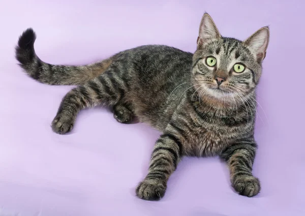 Tabby cat with green eyes lying on purple — Stock Photo, Image