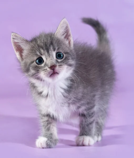 Kleines flauschiges gestromtes Kätzchen steht auf lila — Stockfoto