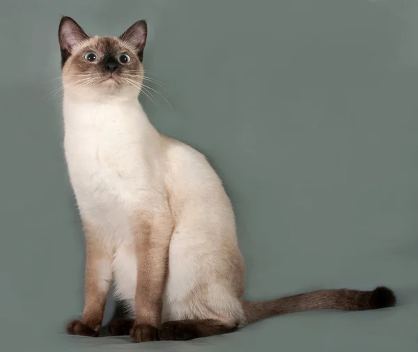 Gatto Thai con occhi blu, seduto su grigio — Stockfoto