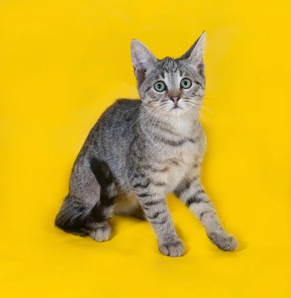 Gattino a strisce in piedi su giallo — Foto Stock