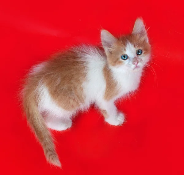 Kleine pluizig gember en witte kitten staande op rood — Stockfoto