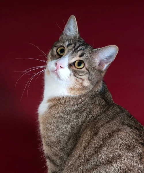 Gestromte Katze auf Burgund — Stockfoto