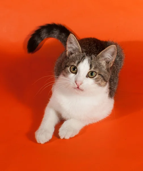 Randig kattunge ligger på orange — Stockfoto