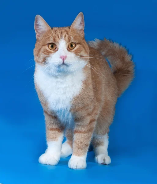Red and white cat stands on blue — Stock Photo, Image