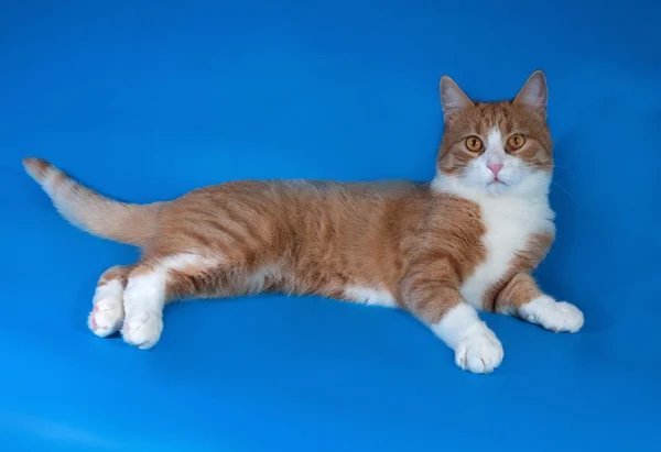 Gato vermelho e branco deitado no azul — Fotografia de Stock