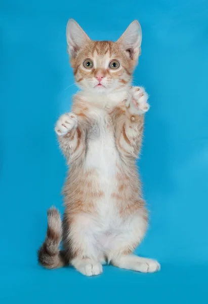 Gatito rojo y blanco de pie sobre azul —  Fotos de Stock