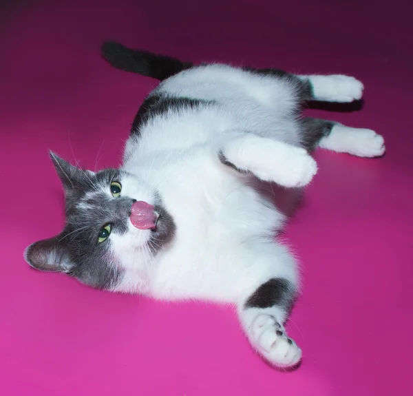 White cat with gray spots and is licking on pink — Stock Photo, Image