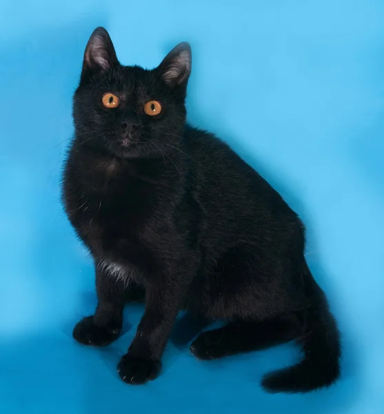 Gato negro con ojos anaranjados sentado en azul — Foto de Stock