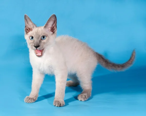 Curly cornish rex kitten standing on blue — Stock Photo, Image