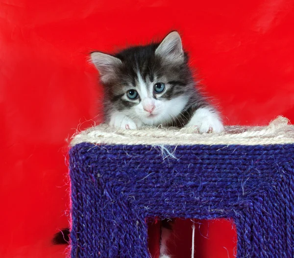 Kleine pluizig tabby kitten zittend op rood — Stockfoto