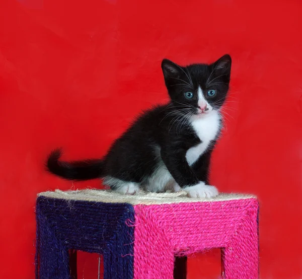 Kleine zwart-wit kitten staande op rood — Stockfoto