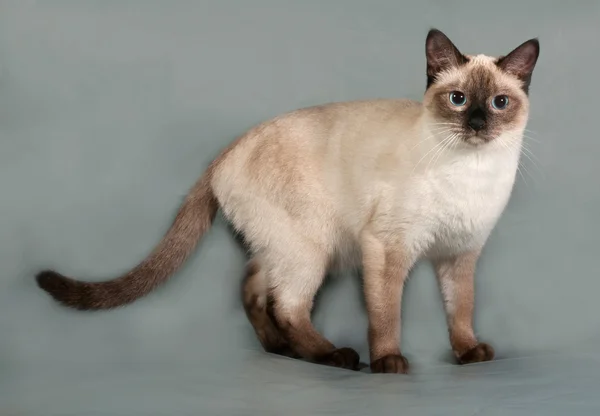 Thailändische Katze mit blauen Augen steht auf grau — Stockfoto