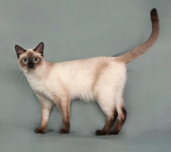 Thai cat with blue eyes standing on gray — Stock Photo, Image