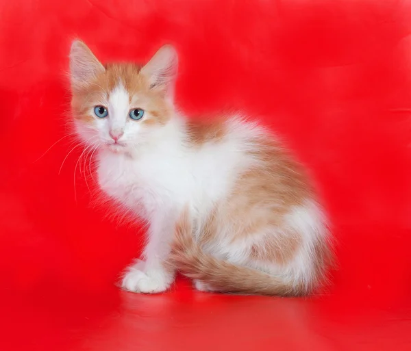 小蓬松的姜和白色的小猫站在红 — 图库照片
