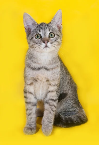 Prokládané kotě stojící na žluté — Stock fotografie