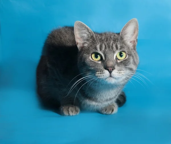 Gatto da tavolo seduto sul blu — Foto Stock