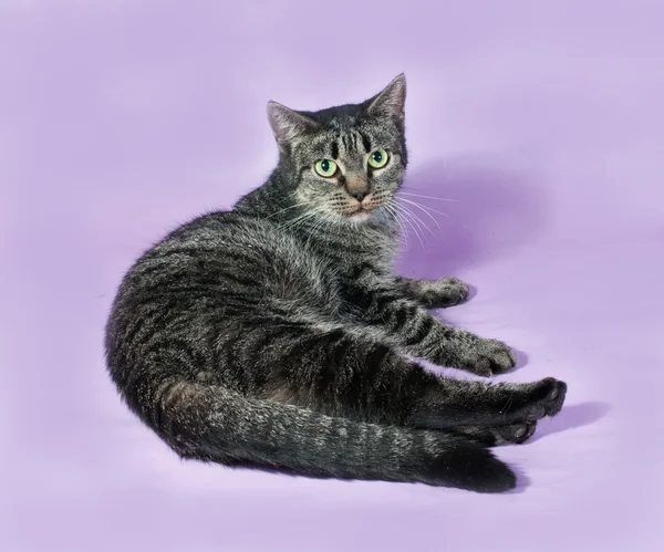 Pręgowany kot z zielonymi oczami leżącego na fioletowy — Zdjęcie stockowe