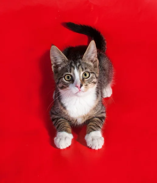 Gestreept met wit kitten liggend op rood — Stockfoto