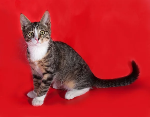 Rayas con gatito blanco sentado en rojo —  Fotos de Stock