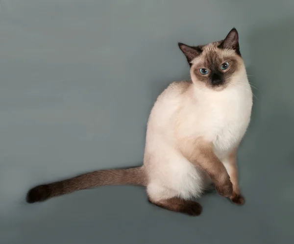 Gatto Thai con occhi blu, seduto su grigio — Stockfoto