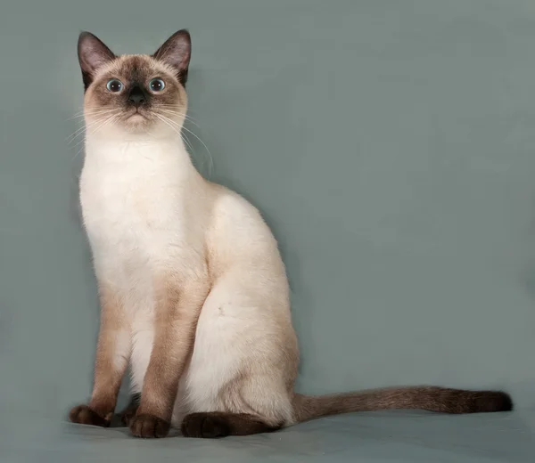 Chat thaïlandais aux yeux bleus assis sur gris — Photo