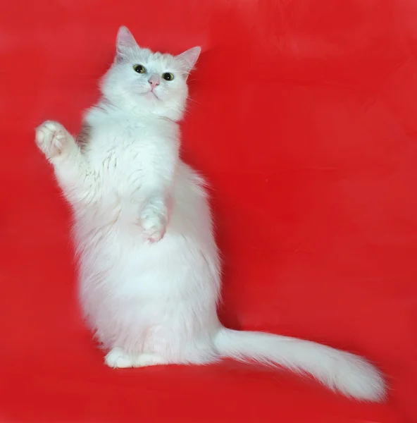 White cat plays on red — Stock Photo, Image