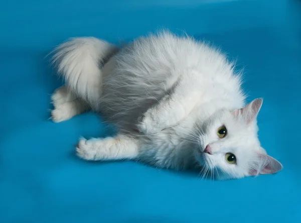 White cat liyng on blue — Stock Photo, Image