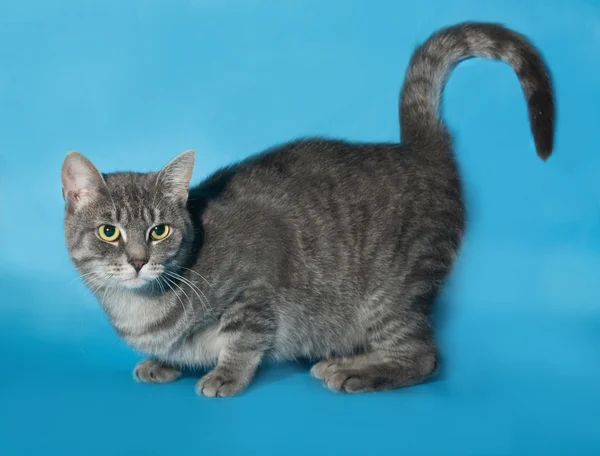 Gestromte Katze sitzt auf blau — Stockfoto