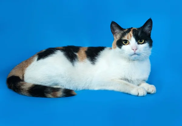 Tricolor cat with yellow eyes on blue — Stock Photo, Image