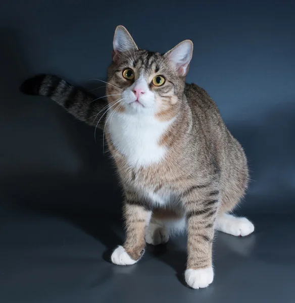 Tabby-Katze sitzt auf dunkelgrau — Stockfoto