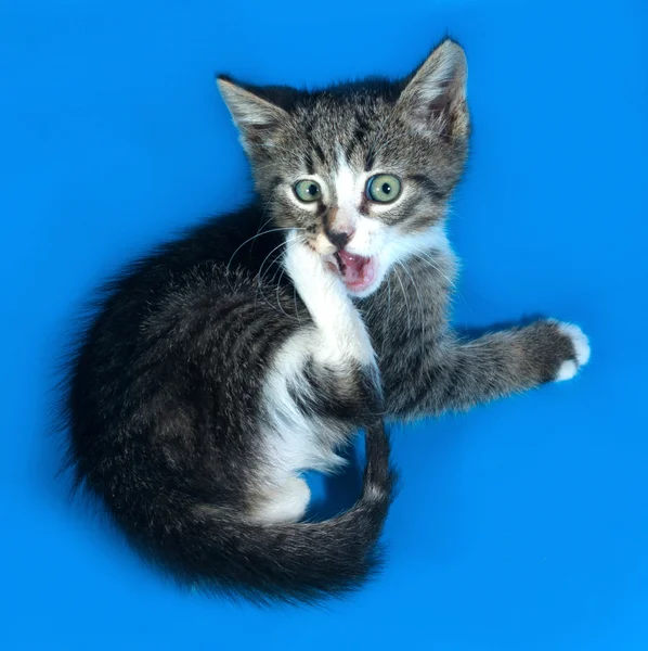 Striped kitten sitting on blue — Stock Photo, Image